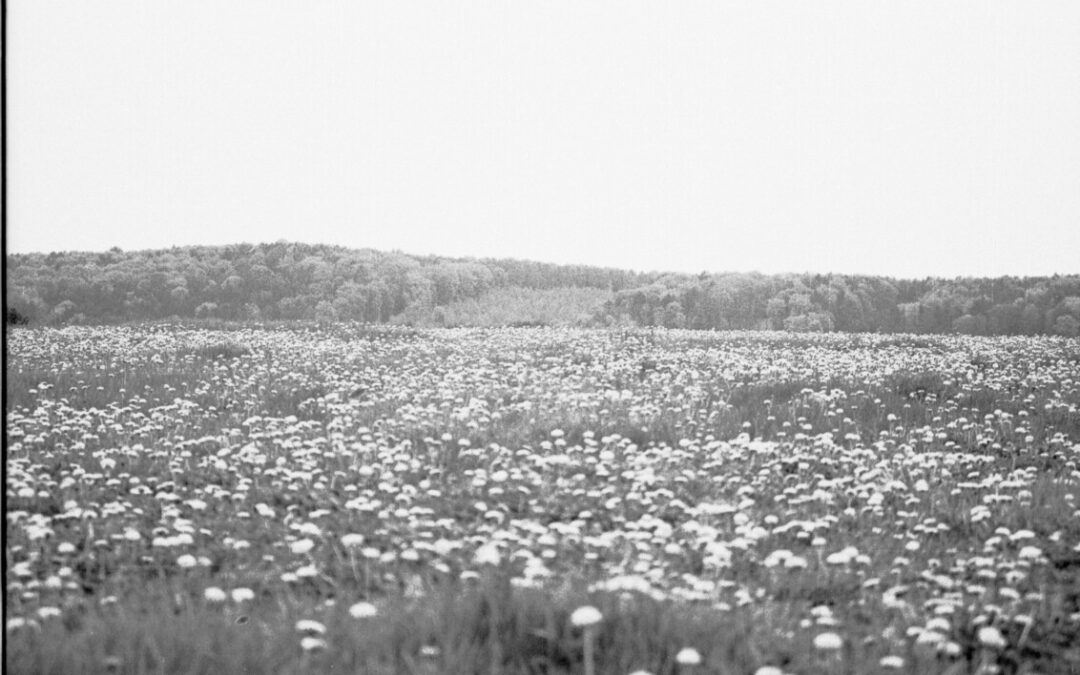 Austrian Landscapes, 1999